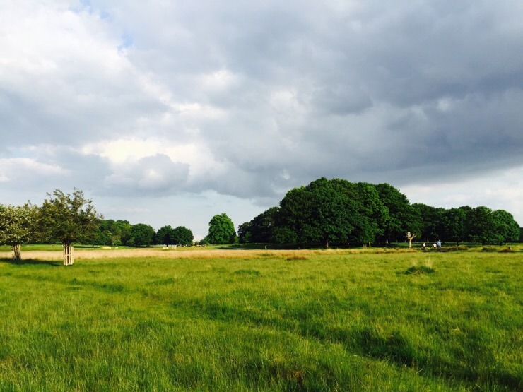 영국 워홀 105. 포트넘 앤 메이슨 전화 받다!/리치먼드 파크(Richmond Park)/인생 스콘 찾다