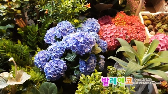  [일상기록] 발레선생님 5월회의/위드발레 부부동반/다육이 분갈이