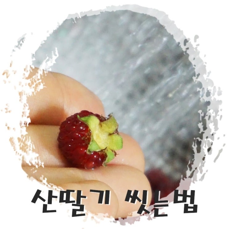  산딸기 씻는법.. 곰팡이야, 좀 꺼져주~