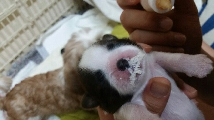 강아지가 젖을 먹지 않을 때 어떻게 하시나요