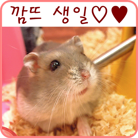  이럴수가 어제가 우리 깜뜨 생일이었는데