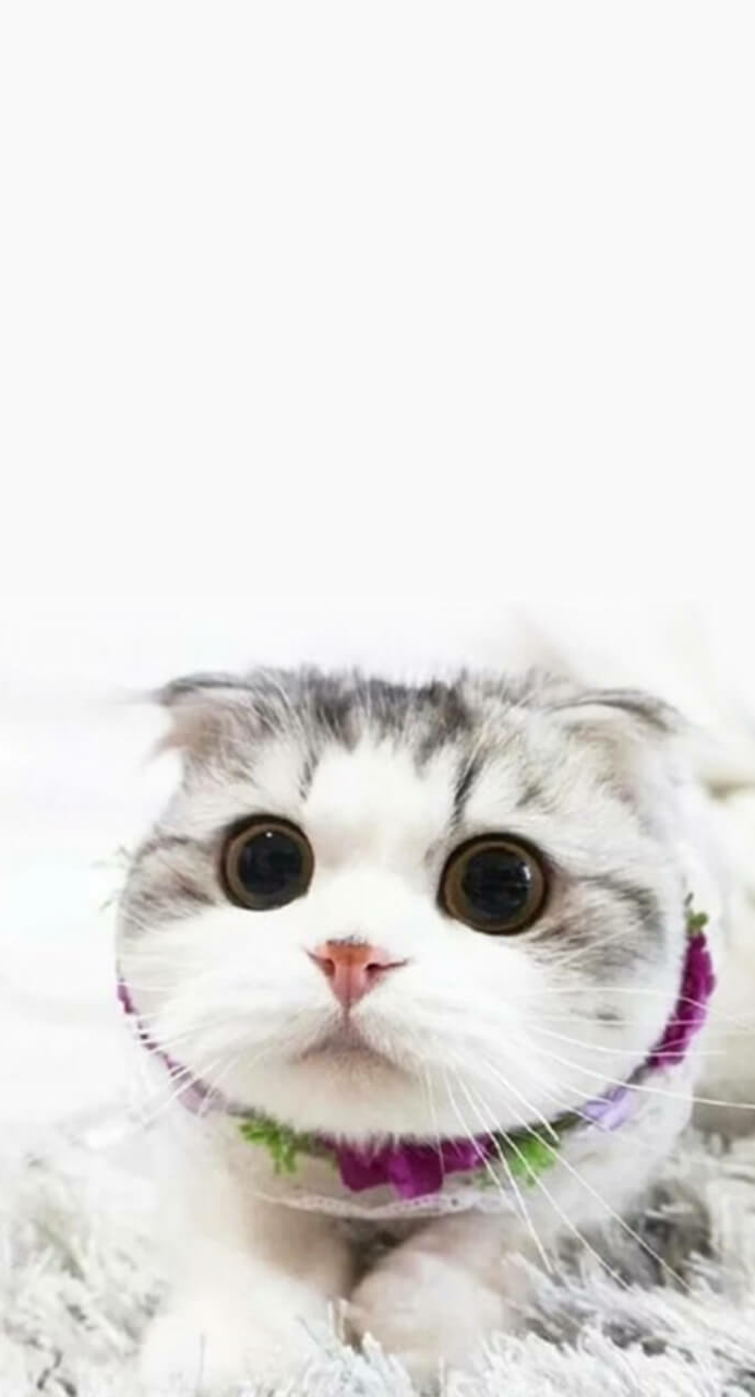 아이폰 배경화면 * 고양이 배경화면 : 네이버 블로그