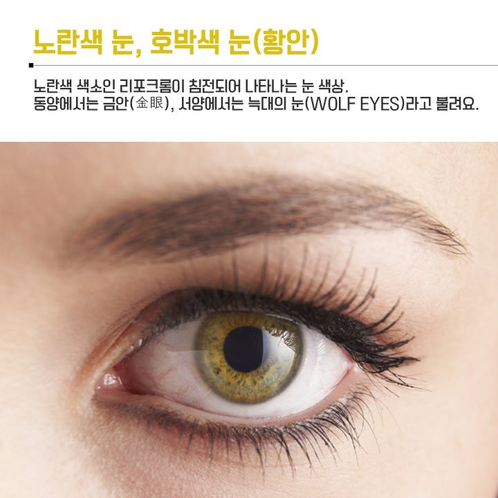 사람의 눈(안구)색상, 몇 종류나 될까? : 네이버 블로그 사람의 눈(안구)색상, 몇 종류나 될까? : 네이버 블로그