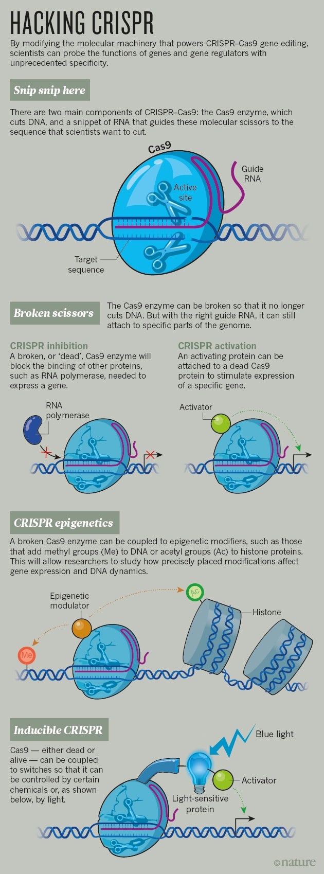 유전자가위 원리와 개발과정- 크리스퍼(CRISPR-Cas9, Cpf1) : 네이버 블로그