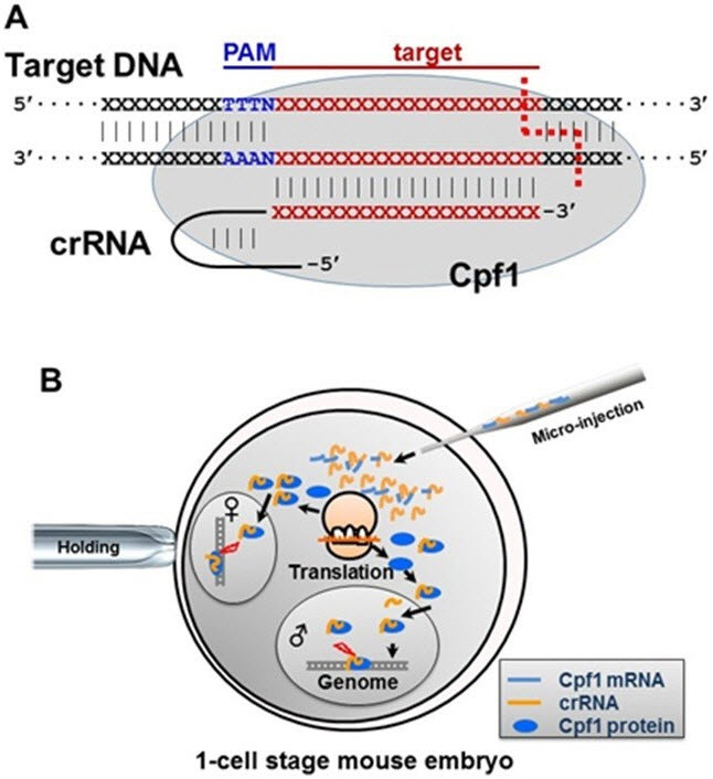 유전자가위 원리와 개발과정 크리스퍼 Crispr Cas9 Cpf1 네이버 블로그