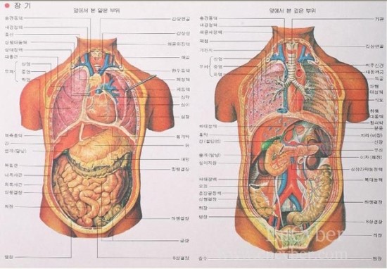 신체 내부의 장기위치도 : 네이버 블로그