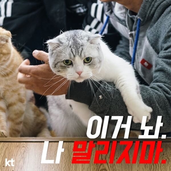 고양이 짤방 모음 3탄! : 네이버 블로그