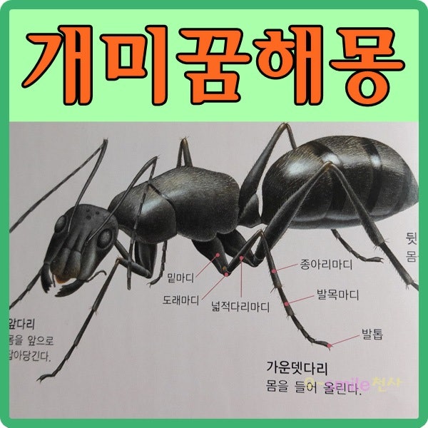 해몽 개미의 꿈 개미가 나오는 꿈