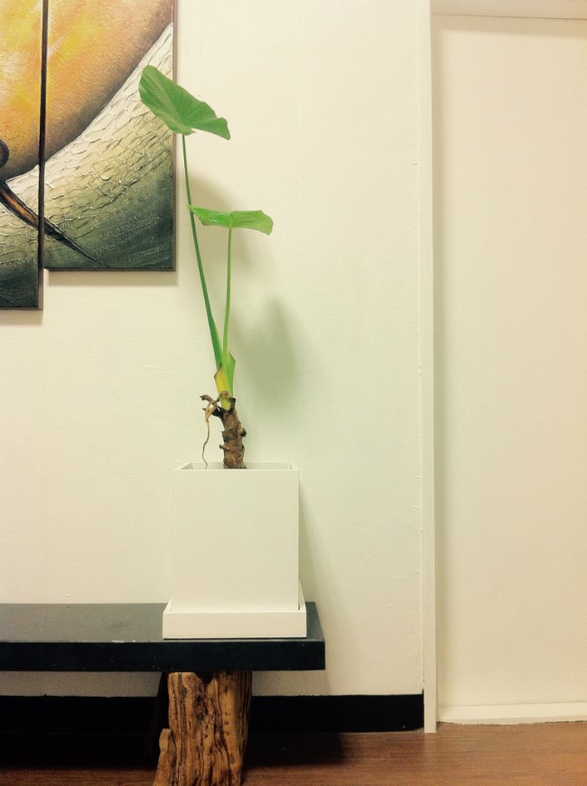  단순한 화분 DIY