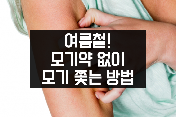 여름철! 모기약 없이 모기 쫓는 방법 여름철! 모기약 없이 모기 쫓는 방법