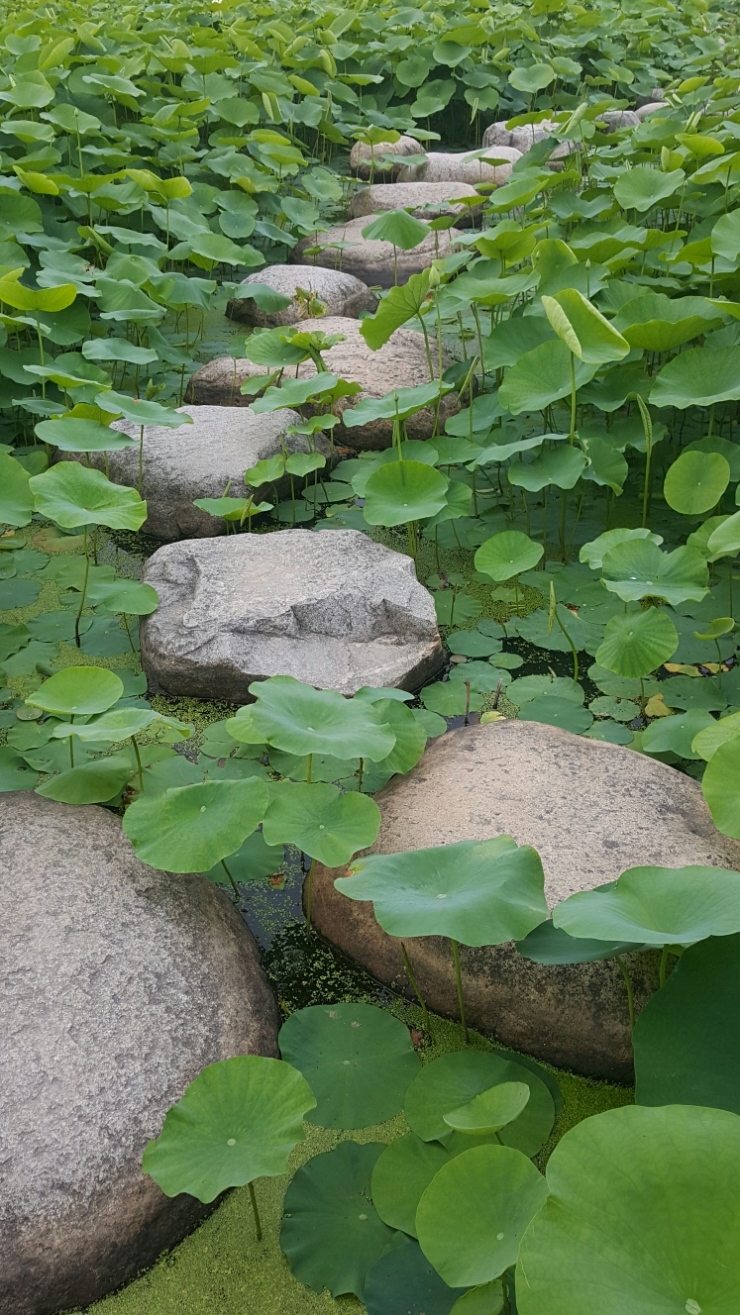  연꽃이 피고 지고~~~