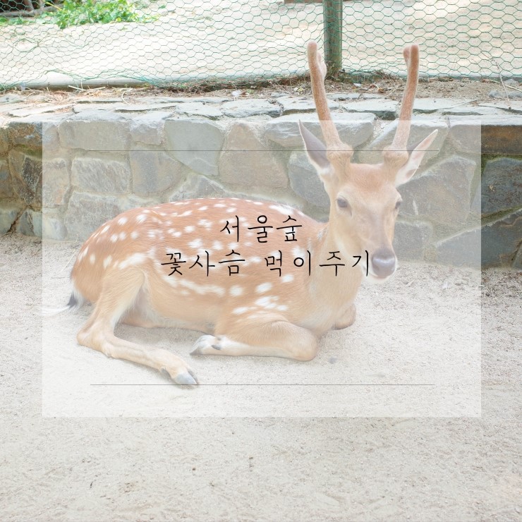  서울숲 사슴먹이주기 :)