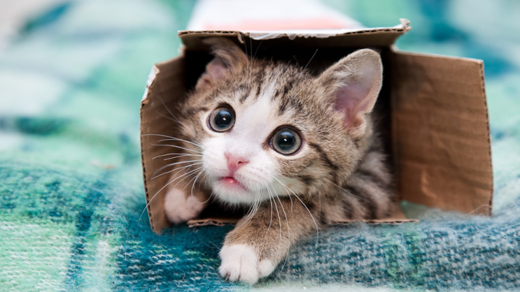 귀여운 고양이 초고화질 바탕화면이미지 60장 : 네이버 블로그