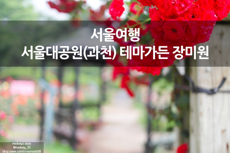  서울 대공원 6월 장미축제가 열리는 장미원에서