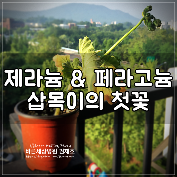  제라늄삽목 첫꽃 - 그녀의 얼굴이 궁금하다
