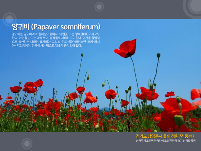  제안서 ppt 제작 /회사소개서 ppt 디자인 / 발표용 파워포인트 제작 /보고서, 강의용 피피티 디자인
