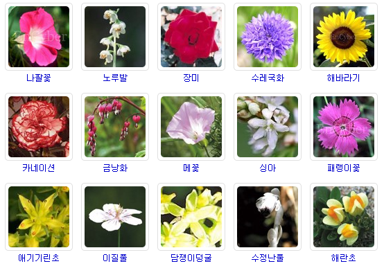 여름꽃 종류와 함께 꽃말 알아봅시다! : 네이버 블로그