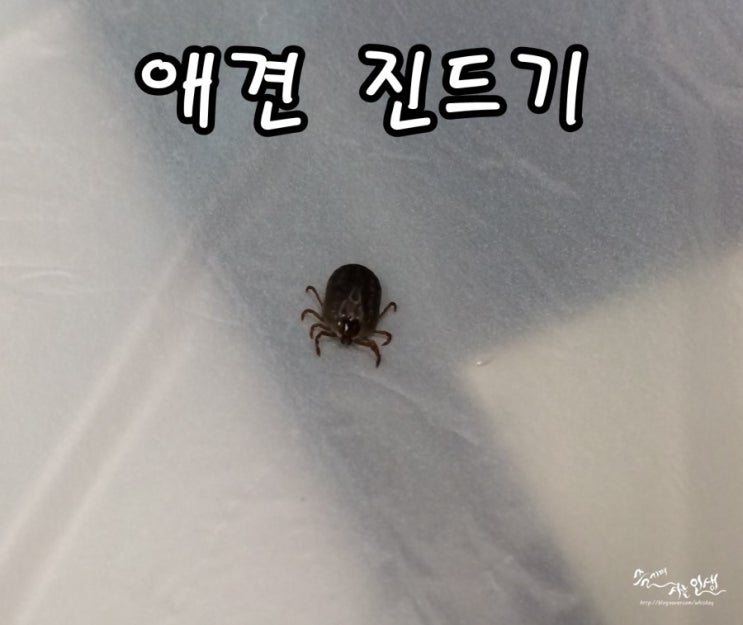  [반려견 키우기] 시츄 짱아에게 강아지 진드기가. ㅠㅠ