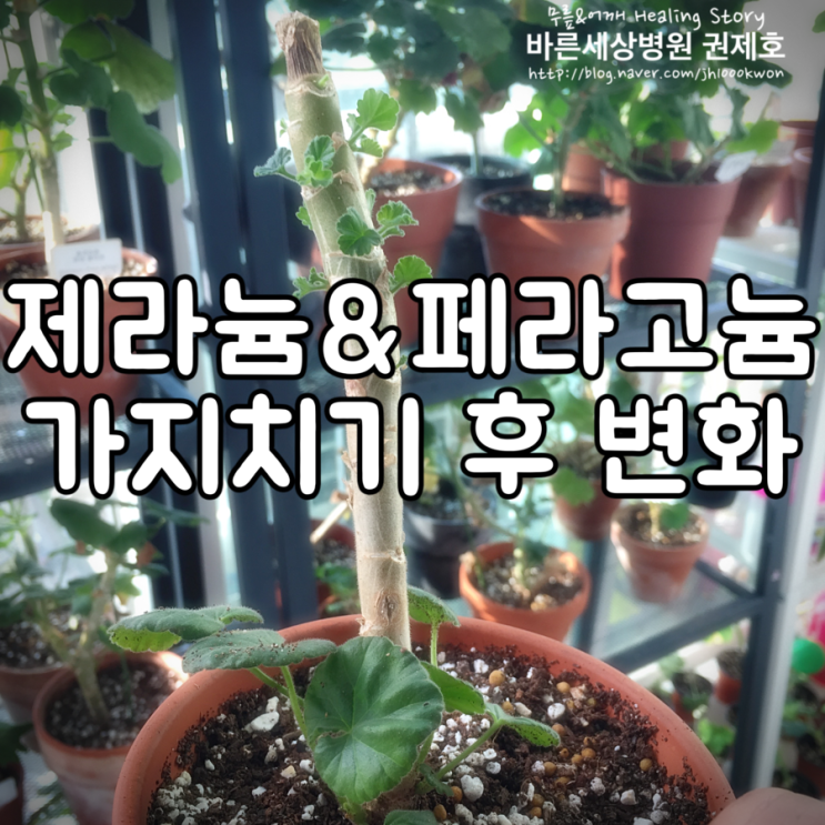  제라늄 키우기 : 가지치기 후 변화
