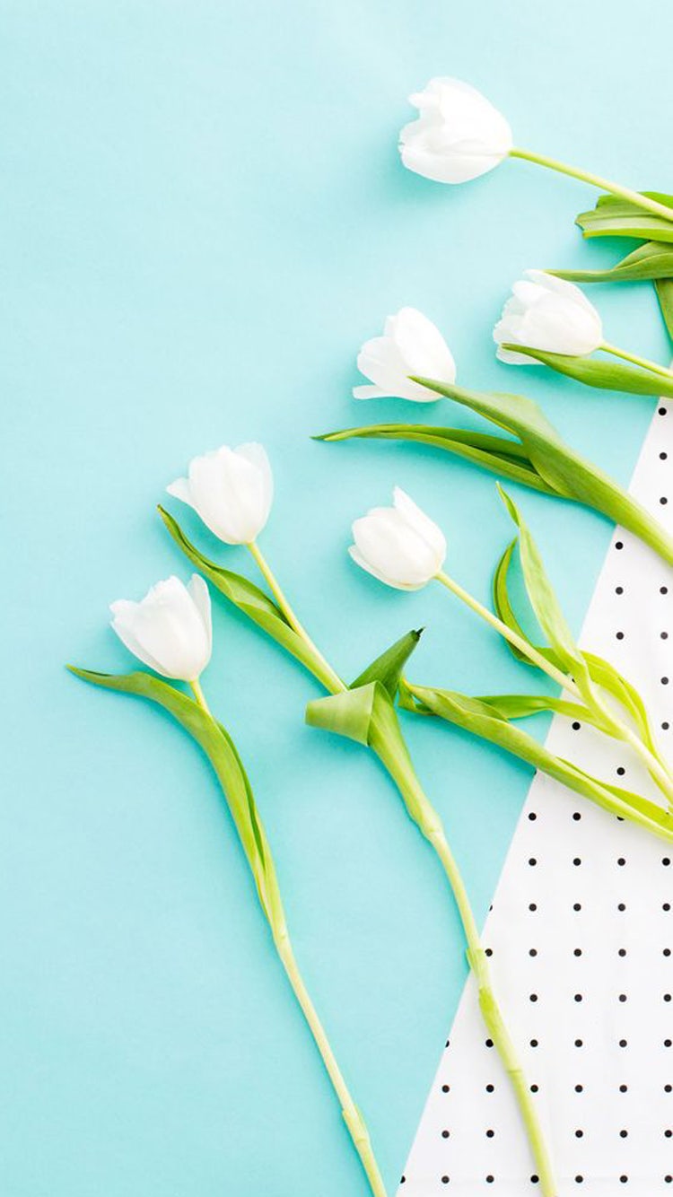 아름다운 꽃밭의 사진 | 로열티 프리 이미지 및 고해상도 사진 다운로드 | cizucu, image size:750x1334