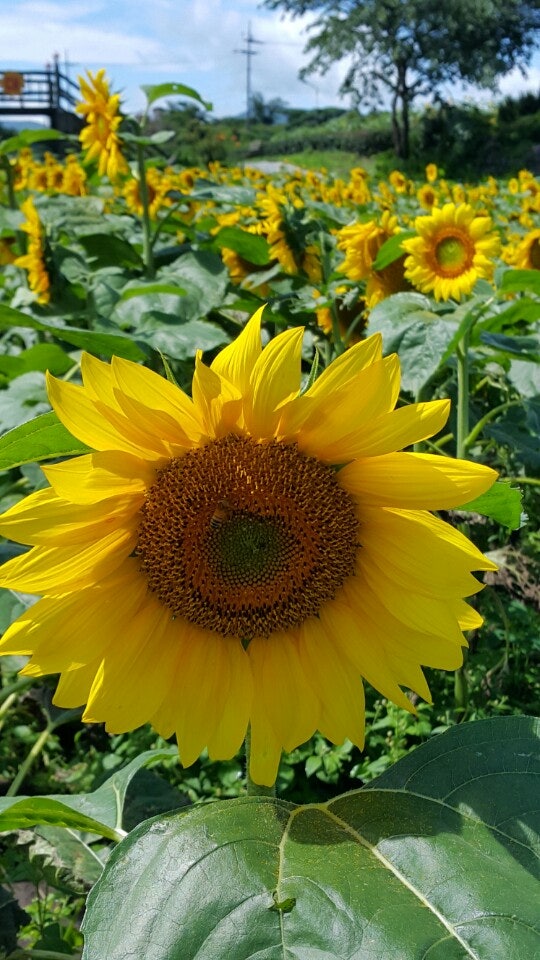 제주도 핫 여행필수 코스 김경숙해바라기농장 가는 방법