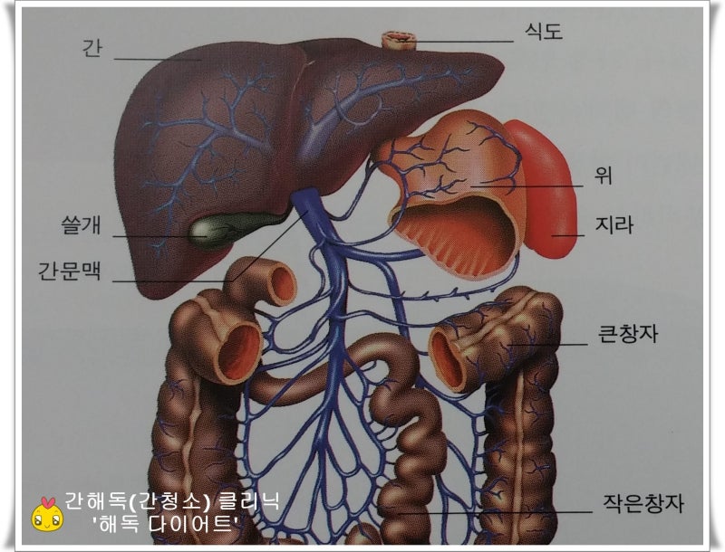 간의 구조와 간기능 : 네이버 블로그