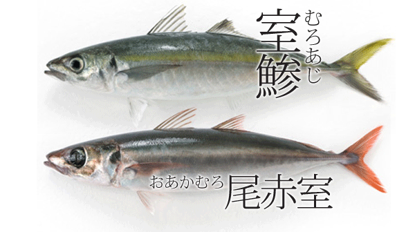 전갱이 종류 네이버 블로그