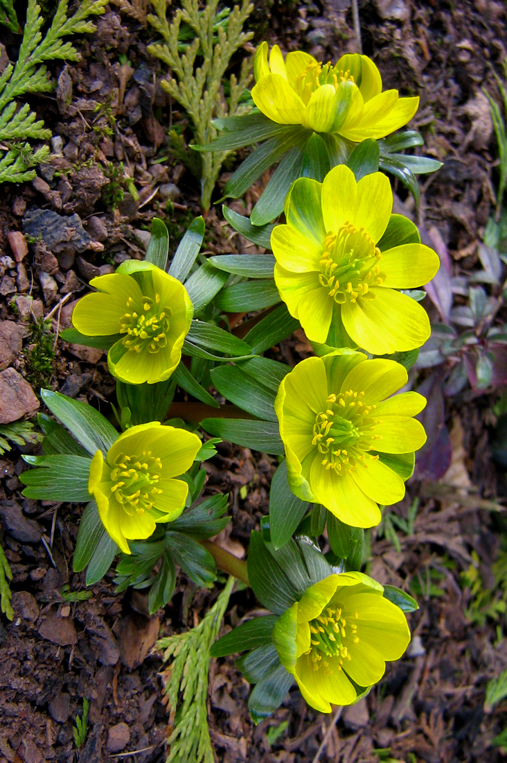 노랑너도바람꽃 キバナセツブンソウ 黄花節分草 네이버 블로그 노랑너도바람꽃 キバナセツブンソウ 黄花節分草 네이버 블로그