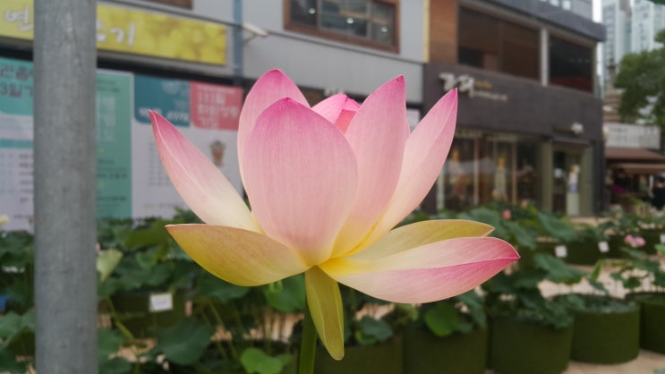  조계사의 연꽃