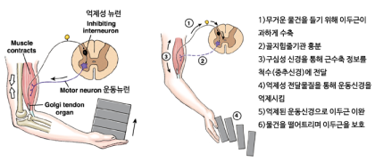 고유수용성