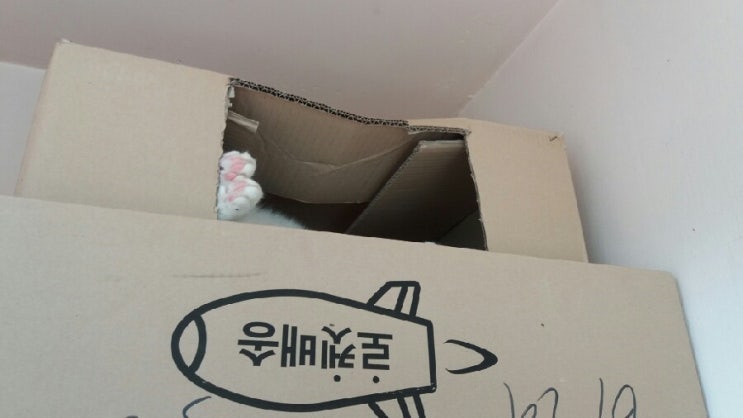 7월 11묘 해피~