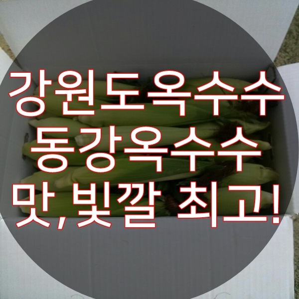  강원도옥수수 맛, 빛깔 최고!!