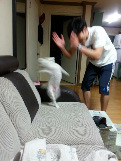 칭찬은 강아지도 춤추게 한다.jpg : 네이버 블로그