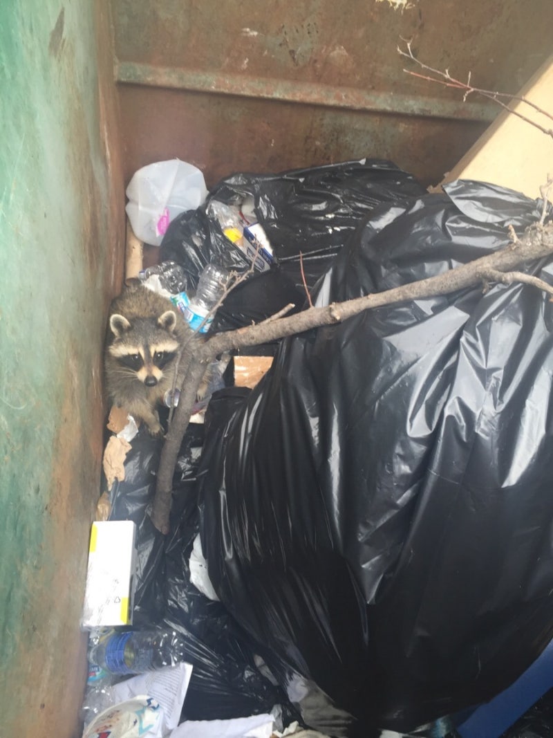 카라칼 - 오늘의AI위키, AI가 만드는 백과사전, image size:800x1067