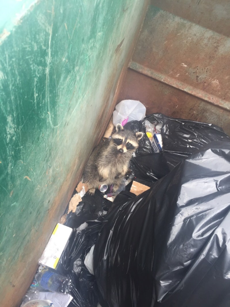 한국 의 멸종위기 동물 | TikTok, image size:800x1067