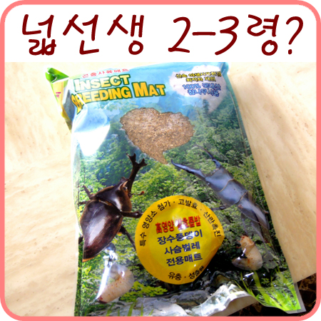  넓적사슴벌레 유충 - 2령 혹은 3령
