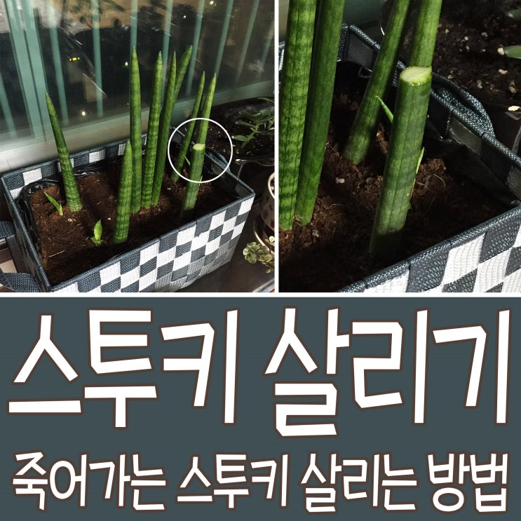  타들어가는 / 죽어가는 스투키 살리는 방법