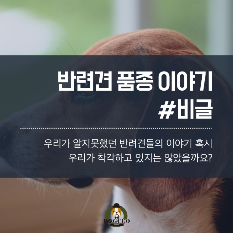  반려견 품종 이야기 #비글편