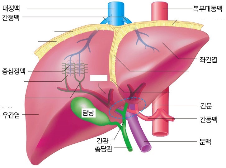 간의 기능과 역할 - 위치와 구조 : 네이버 블로그