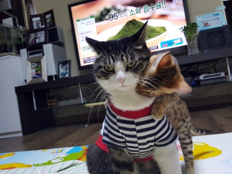  놔라...     뭐하냐!  닝겐...!