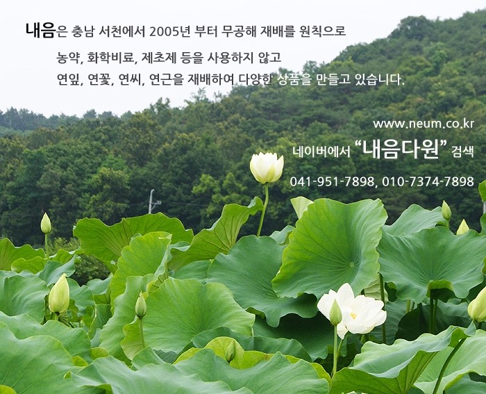 약초 - 산약(서여, 마, 참마), 연자육(연밥, 연꽃씨에서 연심 제거) 효능 4