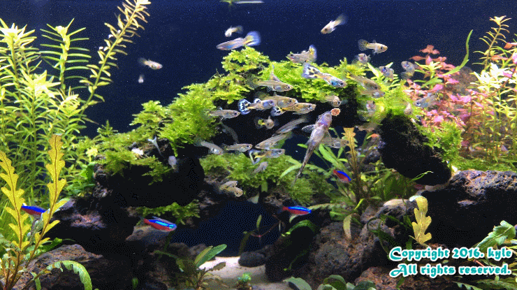  2자 수초어항 58일차 with 라이브포토(60cm Aquarium, day 58)