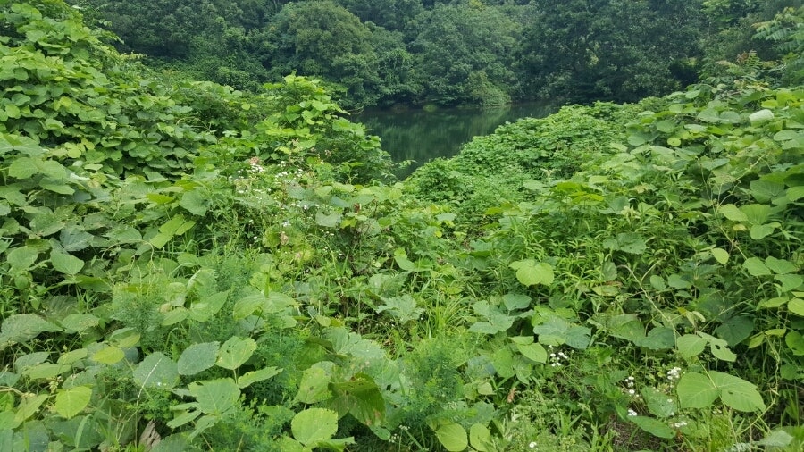와우제 사진 5