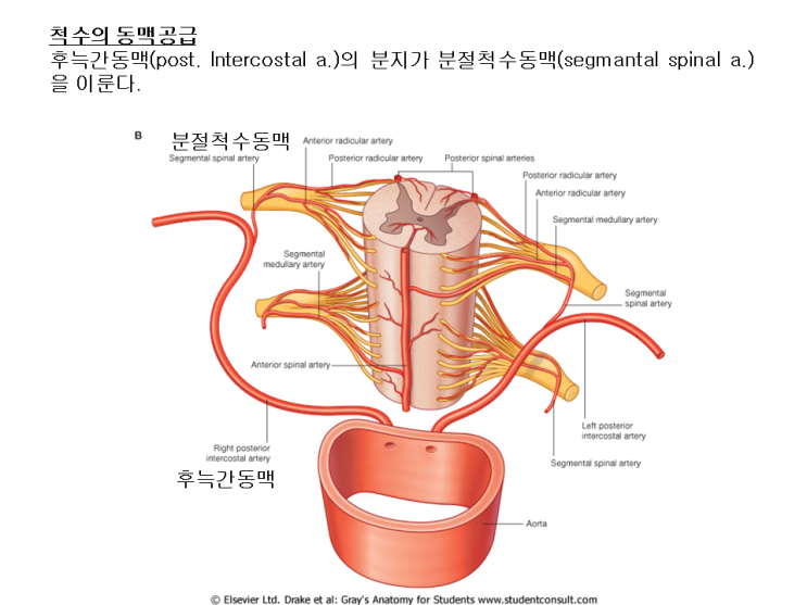 순환계 해부학 복습