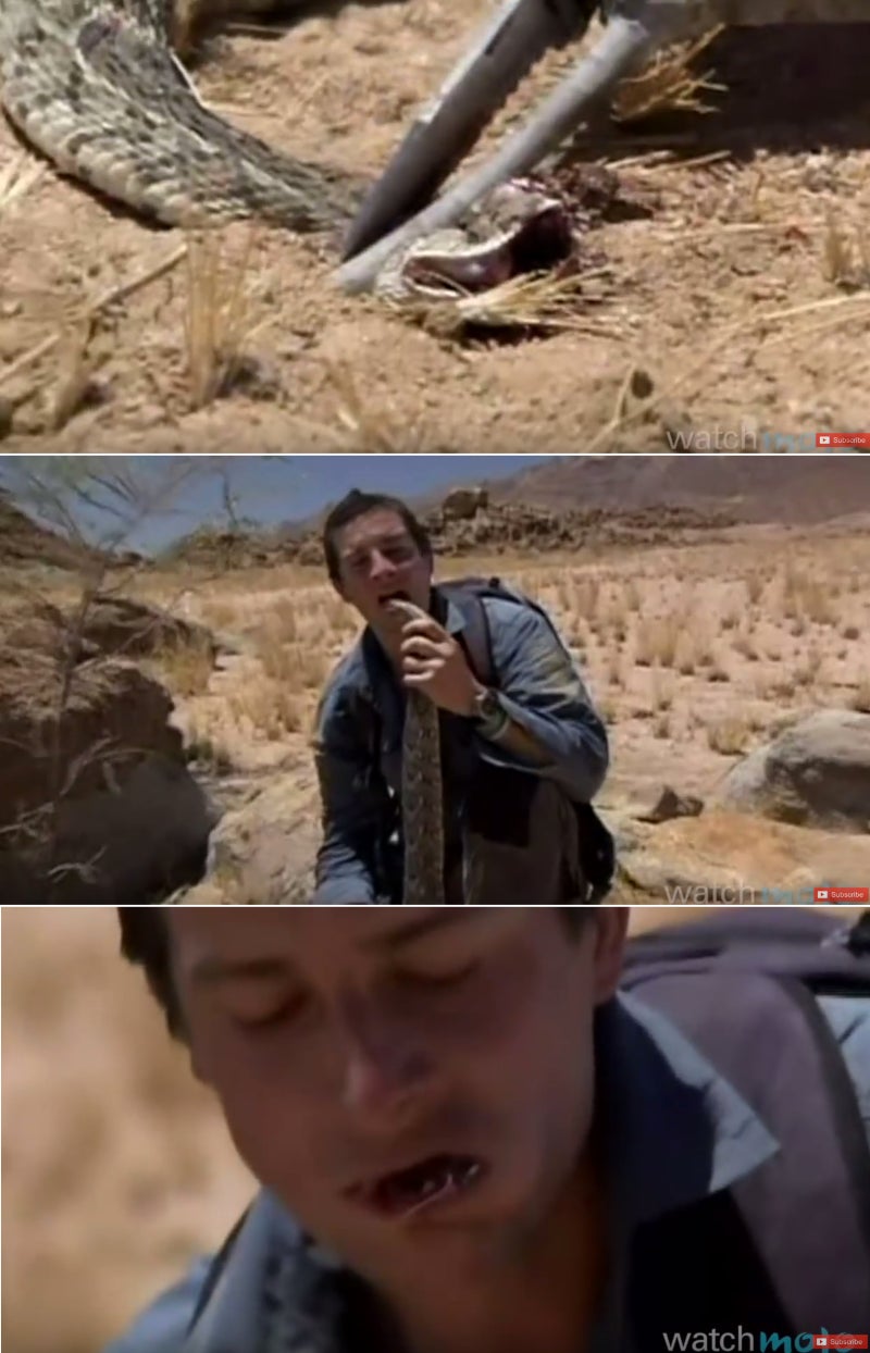 베어 그릴스의 극적인 10장면 - 비위가 약하면 생존하기 힘듬.. : 네이버 블로그, image size:800x1244