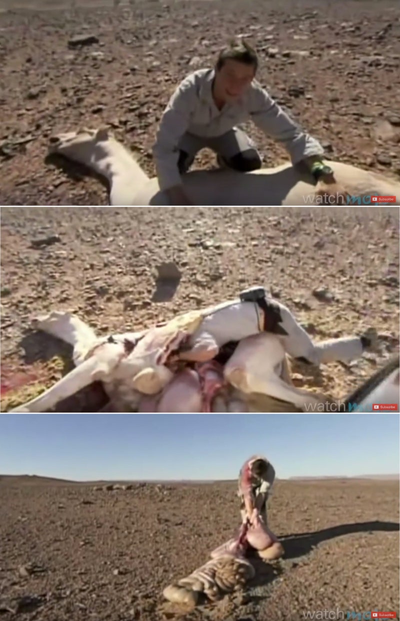 베어 그릴스의 극적인 10장면 - 비위가 약하면 생존하기 힘듬.. : 네이버 블로그, image size:800x1242