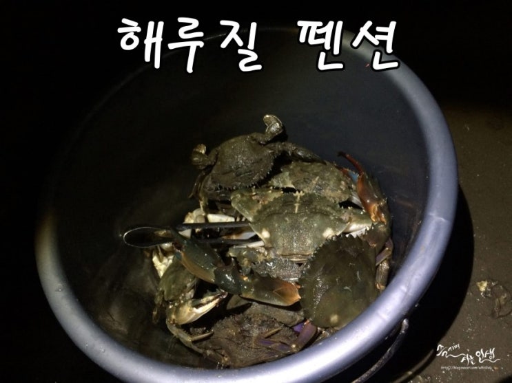  [해루질펜션] 태안 펜션 바닷길풍경에서 해루질 체험