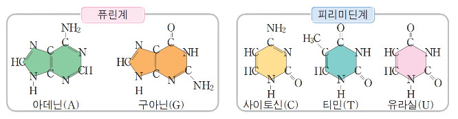개의 핵산 보충제 페산