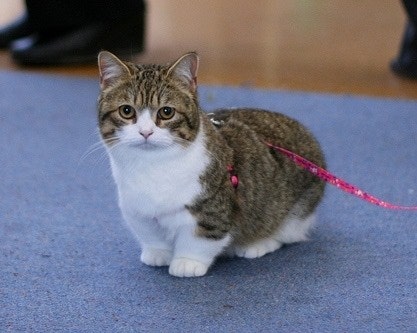 먼치킨 (munchkin cat) 의 특징과 위험 질병에 대해서 알아보겠습니다. (고양이/종류/유전병/위험질병/희귀고양이/종특이성) : 네이버 블로그 먼치킨 (Munchkin Cat) 의 특징과 위험 질병에 대해서 알아보겠습니다. (고양이/종류/유전병/위험질병/희귀고양이/종특이성) : 네이버 블로그