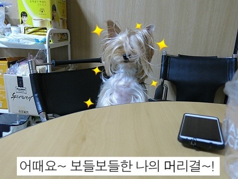 강아지머리묶는법 요크셔테리어 머리묶기 멍멍이닷컴 멍비서 추노견으로 거듭나다.